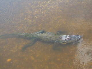 Alligator Underwater