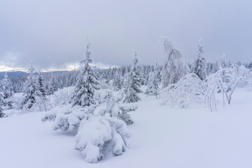 Frozen trees in deep snow. Tatra Mountains.