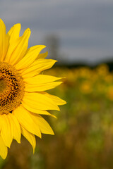 Sonnenblumen im Morgenlicht in Sachsen-Anhalt, Jerichower Land, Möser, Deutschland