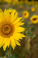 Sonnenblumen im Morgenlicht in Sachsen-Anhalt, Jerichower Land, Möser, Deutschland