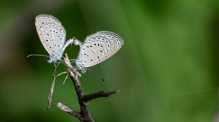 Butterfly Love making