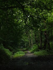 Obraz premium footpath in the woods