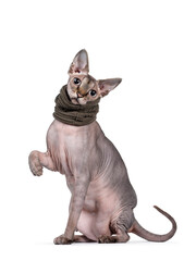 Young adult Sphynx cat, sitting side ways wearing green collar. Looking at camera with light blue eyes. Isolated on white background. One paw playful in air.