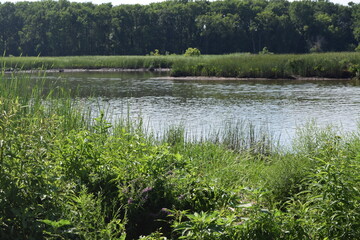 Grasses on the Potomac River