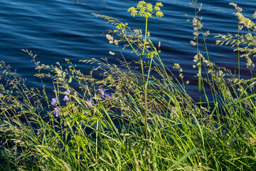 Tall grass and purple flowers against the backdrop of blue river waves. - Powered by Adobe