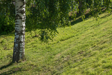 White birch trunk and low descending branches over the slope.