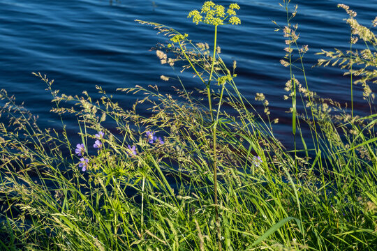 Tall grass and purple flowers against the backdrop of blue river waves.