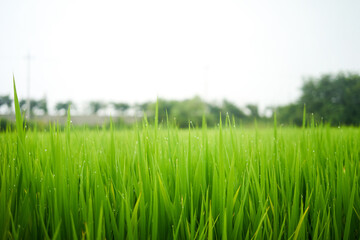 Obraz premium Rice paddy in Pyeongtaek-si, South Korea. 