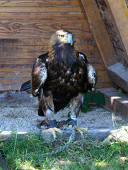 aigle  parc bourbansais
