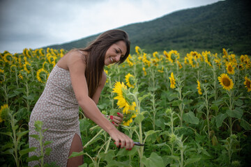 a young beautiful girl cuts a sunflower