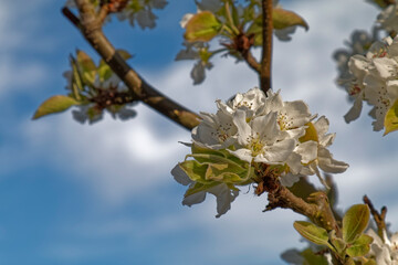 Spring - white flowers of flowering pear.