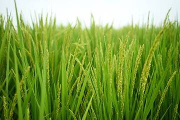 Fototapeta na wymiar Rice paddy in Pyeongtaek-si, South Korea. 