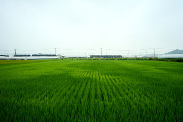 Rice paddy in Pyeongtaek-si, South Korea.
