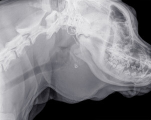 Digital x-ray of a side view of the skull of a dog with a large soft thickness under the jaw that...