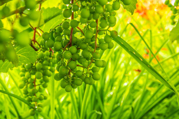 green grapes on the vine
