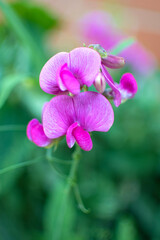 Violett und pink blühende, duftende Platterbse