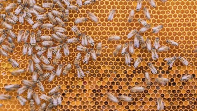 Bees working on honey cells in beehive. Close up macro. Swarm on frame from hive top view timelapse