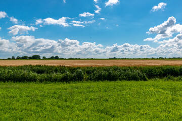 Naklejka premium Alluvial land of the dollar in front of the dike on the North Sea in summer with a blue sky