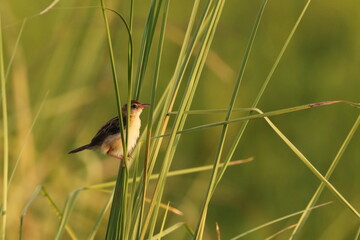 Warbler on the grass