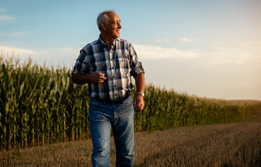 Naklejka na ściany i meble Senior farmer standing in corn field examining crop at sunset. 