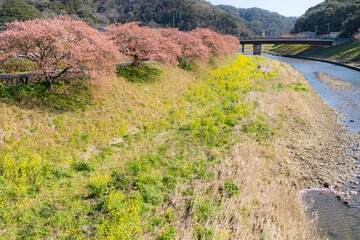 Obraz premium Japanese Cherry Blossom along the river 