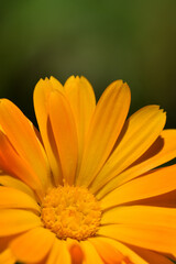 Closeup on a flower in a nature and it looks amazing