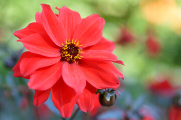Red Dahlia Close-up Colorful background
