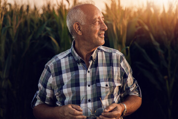 Obraz premium Senior farmer standing in corn field examining crop at sunset. 