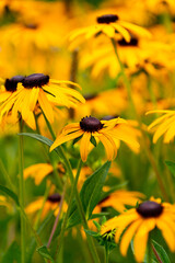 Black-eyed Susans