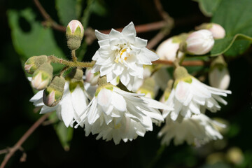 English dogwood, Philadelphus coronarius