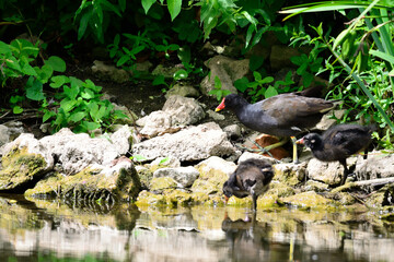 Gallinule poule d'eau