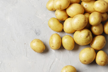young potato on a gray background with place for text