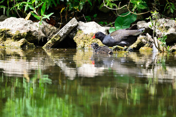 Obraz premium Gallinule poule d'eau