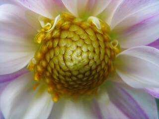 A selective focus macro close up multi colored vibrant image of a flower with variety of colors