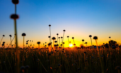 Many silhouettes of grass flowers on a blurred  sunset background.Colorful of nature in the evening.Space for text,Relaxing concept.field of grass during sunset.