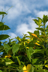 combination of the allamanda leaves and bud growing fresh with a blue sky background