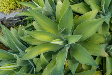 Great Agave leaves color and a type of spider that are creating an X as part of their spiderweb