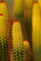 An exotic and beautiful cactus with yellow, green and red color and blur background shot on macro  