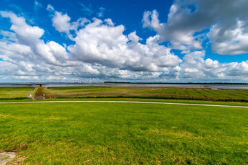 Alluvial land of the dollar in front of the dike on the North Sea in summer with a blue sky