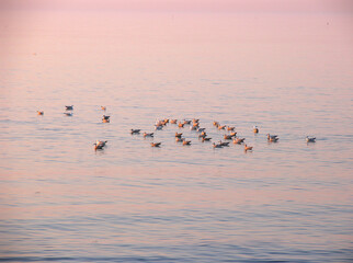 Meeresvögel am Strand im Abendlicht, Fischerhafen Vorupør, Wellen schlagen an den Strand, Jütland, Dänemark