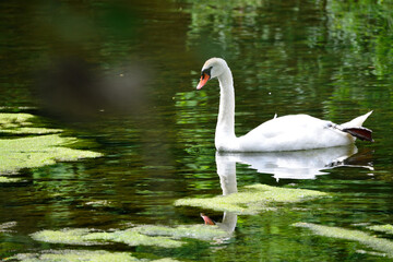 Cygnes et cygneaux