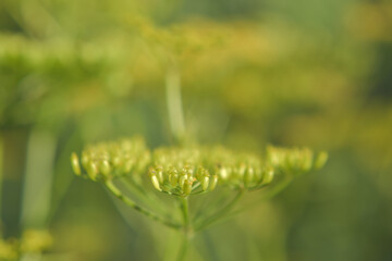 Summer plants on natural blurred background
