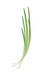 Spring onion on white background, green vegetables, onion flavor.