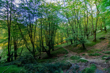 Trecking por montes de Andoain del Pais Vasco al atardecer