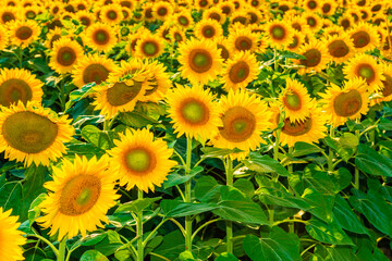 Bright sunflower field.