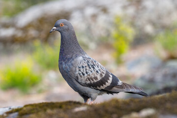 Dove outdoors close up. Forest background blurred.