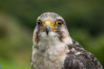 close up of a Falco peregrinus