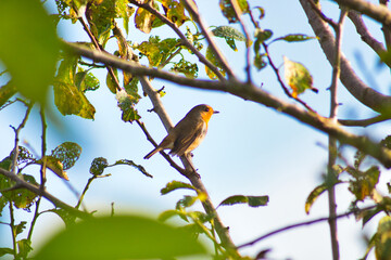 robin on a tree