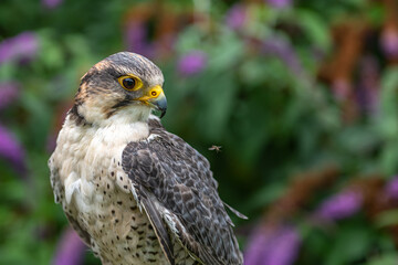 Falco peregrinus bird of prey