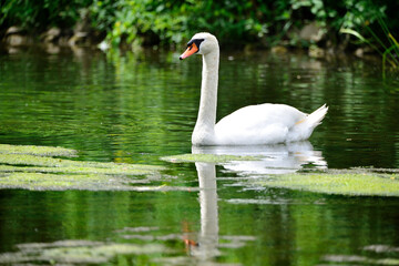 Fototapeta premium Cygnes et cygneaux